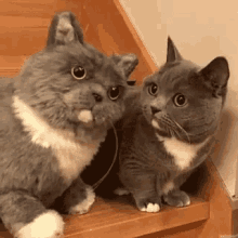 Cat Cats GIF - Cat Cats Kittens GIFs