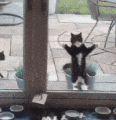 Cat Dance GIF - Cat Dance Funny Cat GIFs
