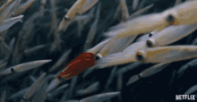 Squid Tiny GIF - Squid Tiny Swimming GIFs