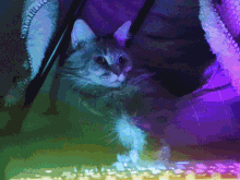 Kitr Cat GIF - Kitr Cat Kitr_cat GIFs