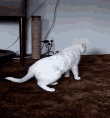 Cat Scratching GIF - Cat Scratching Whitecat GIFs