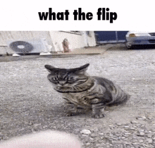 a cat is standing on a dirt road and looking at something .