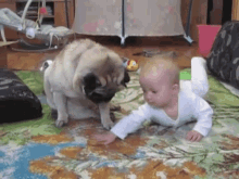 Dogs Pugs GIF - Dogs Pugs Funny Animals GIFs