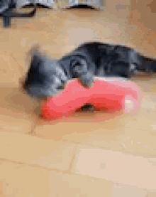 Cat Kick GIF - Cat Kick GIFs