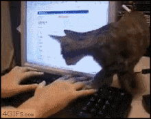 Cat Intervention - Intervention GIF - Cat Keyboard Computer GIFs