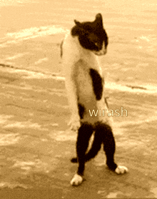 Wirash Wiraaaaash GIF - Wirash Wiraaaaash Wirash Cat GIFs