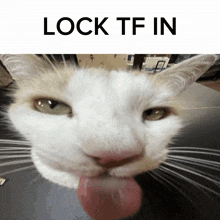 Lock In Silly Cat GIF - Lock In Silly Cat Cat GIFs
