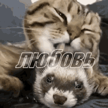 хорек животное кот любовь ухаживать GIF - Ferret Polecat Animal GIFs
