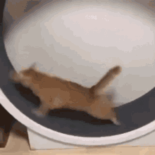 Mydeuk Cat GIF - Mydeuk Cat GIFs