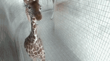 a giraffe is standing in a cage looking up at the camera .