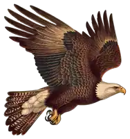 a bald eagle is flying with its wings outstretched on a white background