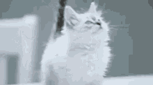 Kitten Smh GIF - Kitten Smh Nervous GIFs