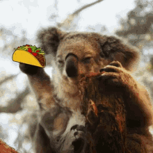 qualia throw taco koala