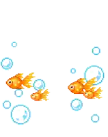 two goldfish are swimming in a tank with bubbles around them