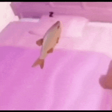 Fish Sleeping GIF - Fish Sleeping Sleep GIFs