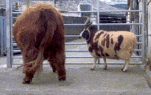 Jacob Sheep Highland Cow GIF - Jacob Sheep Sheep Highland Cow GIFs