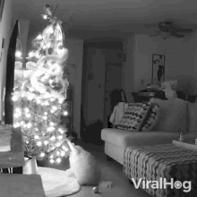Christmas Tree Fell On The Cat Viralhog GIF - Christmas Tree Fell On The Cat Viralhog Accidentally Pulled The Christmas Tree GIFs