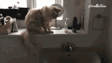 Get It Away From Me The Pet Collective GIF - Get It Away From Me The Pet Collective Drop GIFs