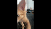 Orange Cat GIF - Orange Cat GIFs