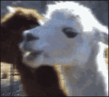 Animals Goat GIF - Animals Goat Smile GIFs