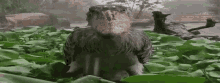 a large bird is sitting in a field of leaves .