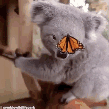 Koala Cute GIF - Koala Cute Animals GIFs
