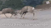 a couple of deer standing next to each other on a road .