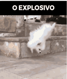 Dog Fall GIF - Dog Fall Explosive GIFs