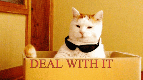 [Image: cat-deal-with-it.gif]