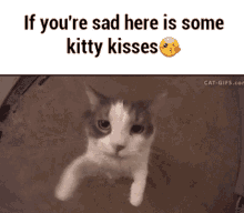 Kitty Cute GIF - Kitty Cute Kisses GIFs