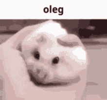 Oleg GIF - Oleg GIFs