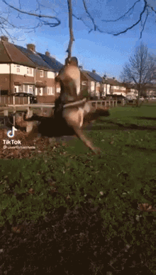 Clechois Swinging Dog GIF - Clechois Swinging Dog Tiktok Dog GIFs