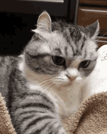 Cat Angry Cat GIF - Cat Angry Cat GIFs