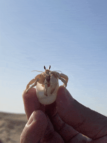 Crab Sky GIF