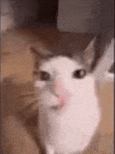 Cat Crunk Meme GIF - Cat Crunk Meme Cat GIFs