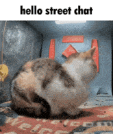 a calico cat is sitting on a rug with the words hello street chat above it