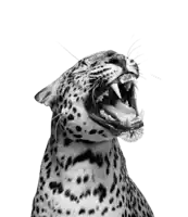 a close up of a leopard with its mouth wide open