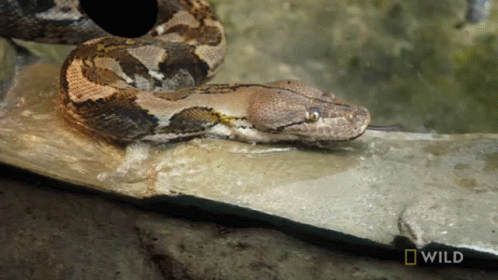ball python yawn gif