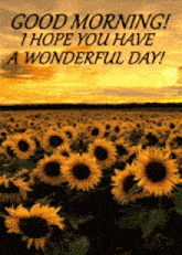a field of sunflowers with a good morning message