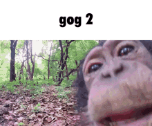 Gog2 Gog GIF