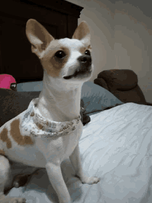 Say What GIF - Say What Chihuahua GIFs