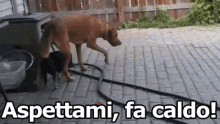 Aspetta Aspettami Animali Ombra Maialino Cane Caldo Afa GIF - Wait Wait For Me Animals GIFs