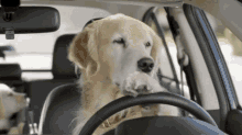Dogs Car GIF - Dogs Car Funny GIFs