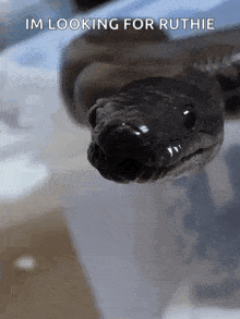 a close up of a snake 's face with the words `` im looking for ruthie '' written on it .