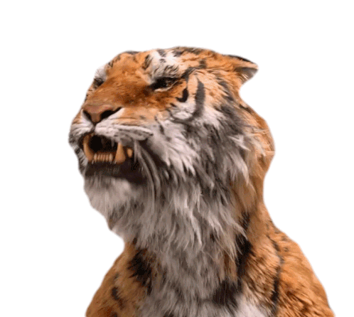 Tiger Big Cat Sticker - Tiger Big Cat Talking Stickers