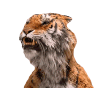 Tiger Big Cat Sticker - Tiger Big Cat Talking Stickers