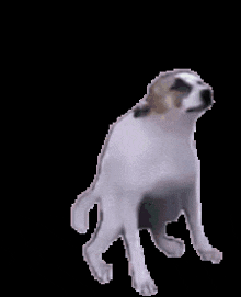 Cachorro Dançando GIF