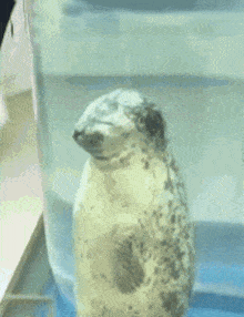 Ascend Seal GIF - Ascend Seal Animal GIFs