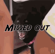 missed out you missed it dog funny animals you missed out
