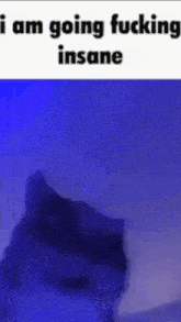 a picture of a dog with the words `` i am going fucking insane '' on it .